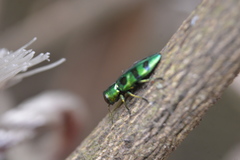 Chrysobothrini