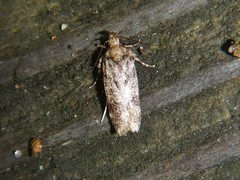 Chionodes thoraceochrella
