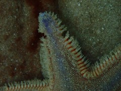 Astropecten irregularis