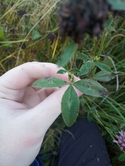 Trifolium pratense