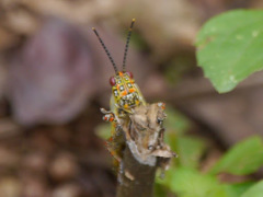 Zonocerus variegatus