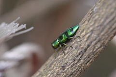 Chrysobothrini