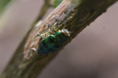 Chrysobothrini