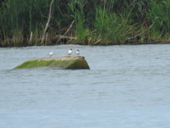 Sterna hirundo