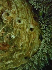 Haliotis midae
