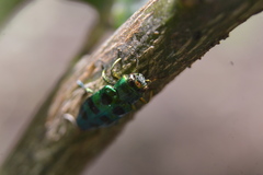 Chrysobothrini