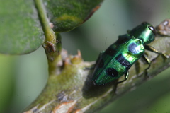 Chrysobothrini
