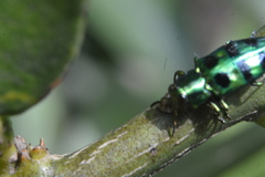 Chrysobothrini