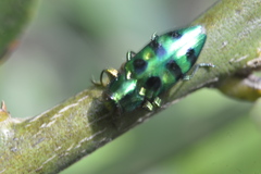 Chrysobothrini