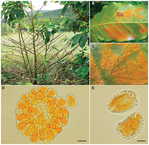 coffee rust fungus | Native Nature