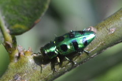 Chrysobothrini