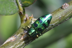 Chrysobothrini