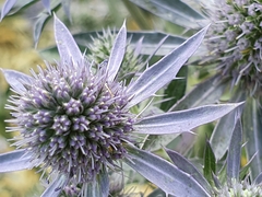 Eryngium planum