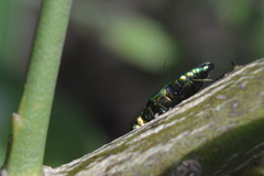 Chrysobothrini
