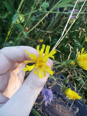 Hieracium umbellatum