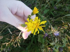 Hieracium umbellatum