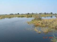 Andropogon pseudapricus