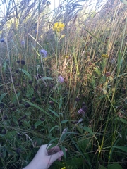Hieracium umbellatum