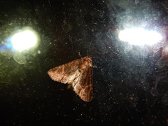Phosphila turbulenta