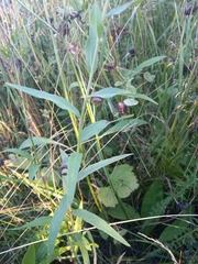 Hieracium umbellatum