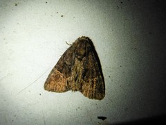 Phosphila turbulenta