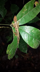 Anolis trachyderma