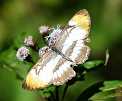 Mestra hersilia apicalis