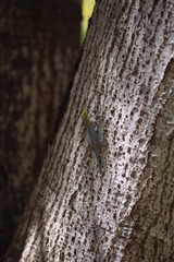 Lygodactylus picturatus