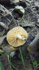 Lactarius subplinthogalus