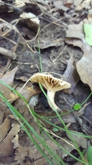 Lactarius subplinthogalus