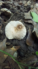 Lactarius subplinthogalus