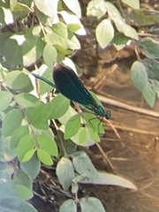 Calopteryx virgo