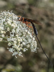 Dolichomitus imperator