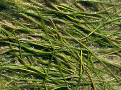 Zostera japonica