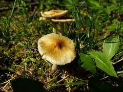 Pseudosperma friabile