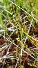 Carex pauciflora