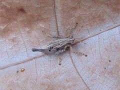 Robustusacris