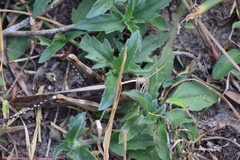 Acanthacris ruficornis