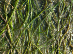 Zostera japonica