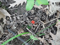 Sarcoscypha occidentalis