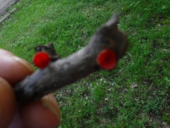 Sarcoscypha occidentalis