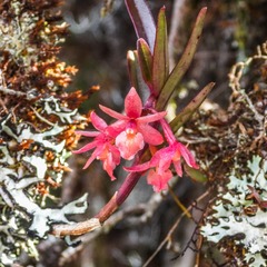Epidendrum oxysepalum