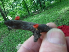 Sarcoscypha occidentalis