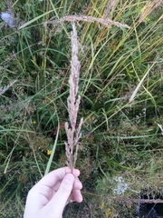 Calamagrostis epigejos