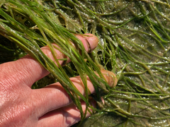 Zostera japonica