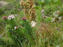 Stellera chamaejasme