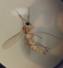 Diptera