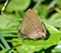 Arzecla tucumanensis