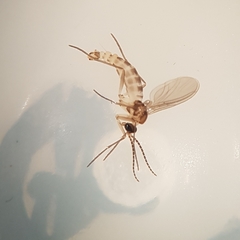 Diptera
