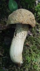 Retiboletus griseus